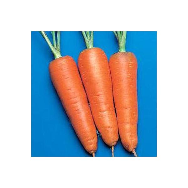 ؂̎/q VcܐEjW ɂ񂶂 lQ 1dli[֔j^LCc