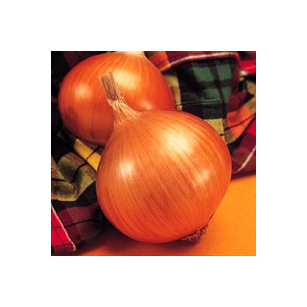 ؂̎/q OEKE^}lM 6.5mli[֔j^LCcy7{z