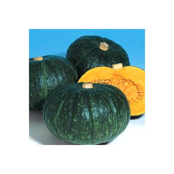 ؂̎/q ق133EJ{` 10i[֔j^LCc