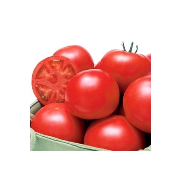 ؂̎/q YTj[Eg}g 1000i[֔/܁j^LCc