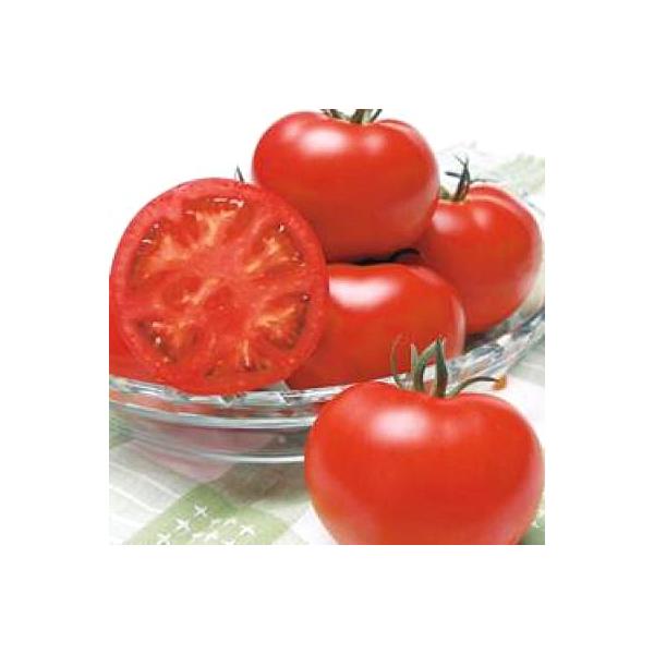 ؂̎/q YMtgEg}g 50i[֔j^LCc