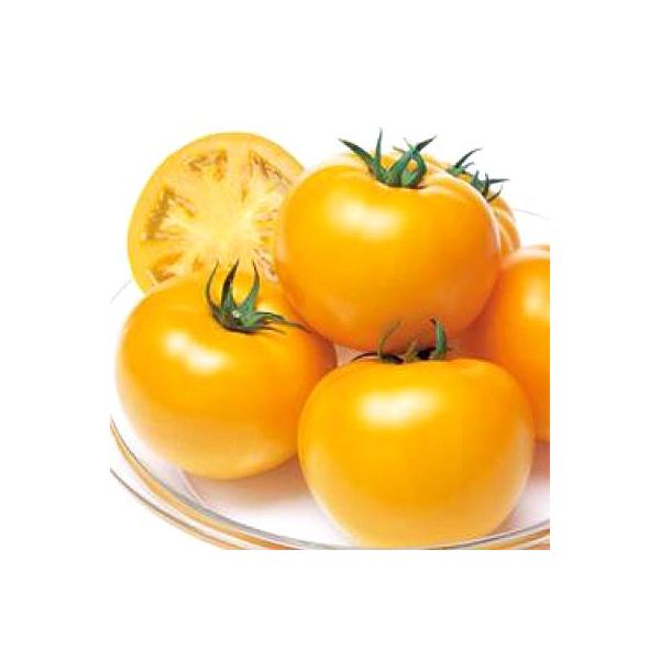 ؂̎/q YS[hEg}g 1000i[֔/܁j^LCc