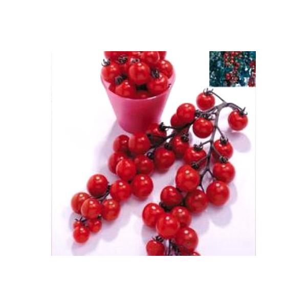 野菜の種/種子 CFココ・トマト 16粒（メール便発送）タキイ種苗