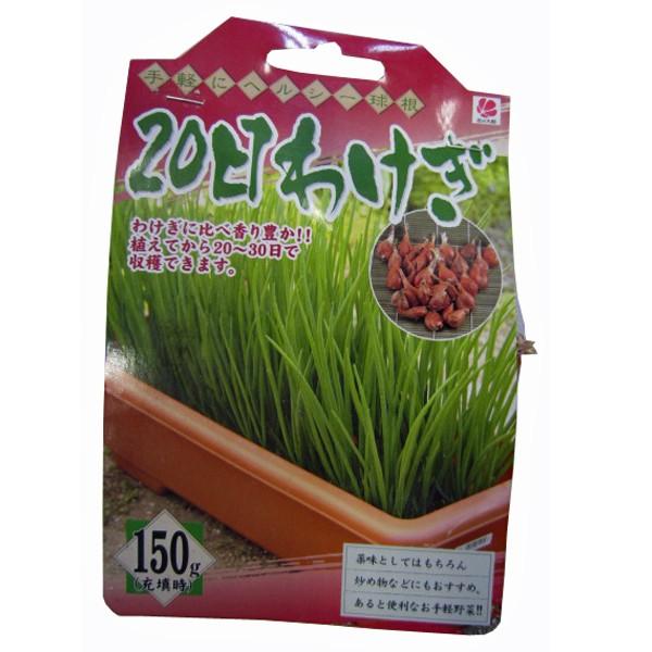 野菜の苗 食用球根 20日わけぎ 苗・種 150g入 : ベジタブルガーデン