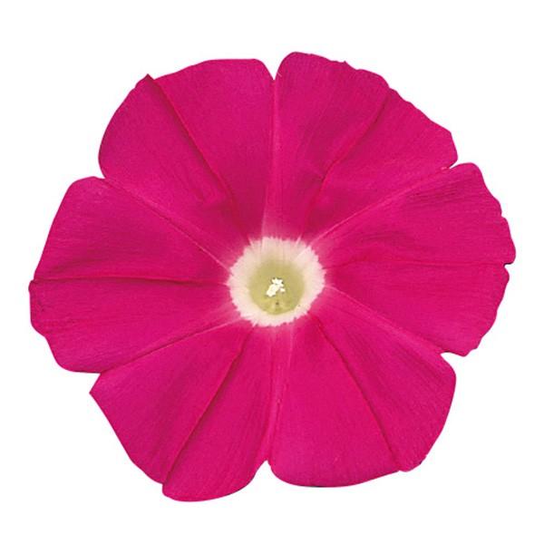 Ԃ̎icpjATKI  ł̍g 1000 vC}bNXq TJ^̃^l c