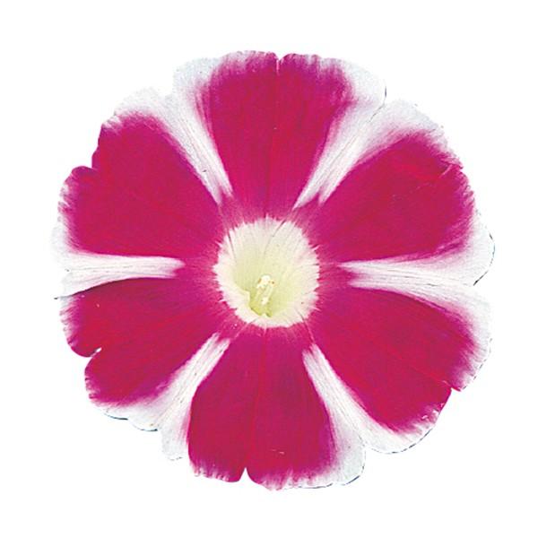 Ԃ̎icpjATKI  xm̍g 1000 vC}bNXq TJ^̃^l c