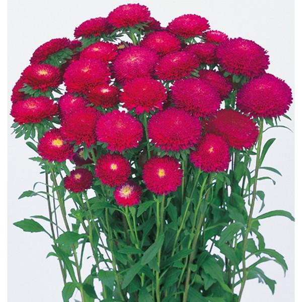 Ԃ̎icpjAX^[ G]MN  [Y 5ml TJ^̃^l ci[֔j