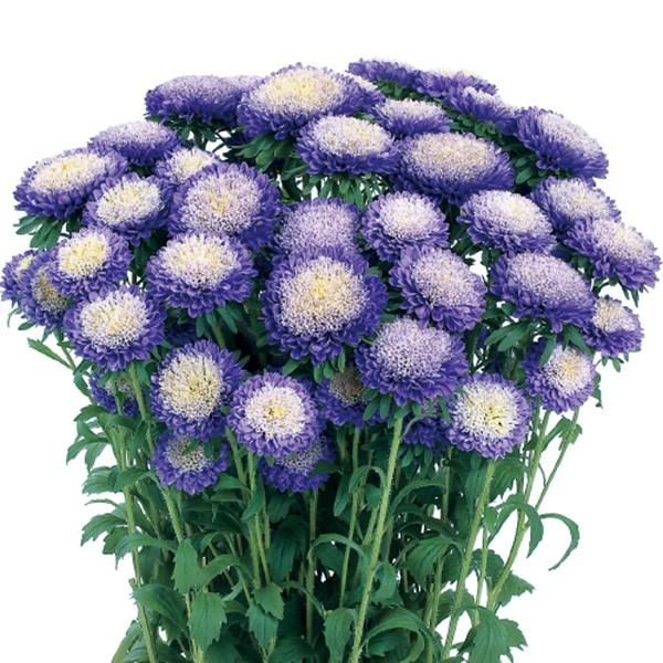 Ԃ̎icpjAX^[ G]MN  Cgu[ 5ml TJ^̃^l ci[֔j