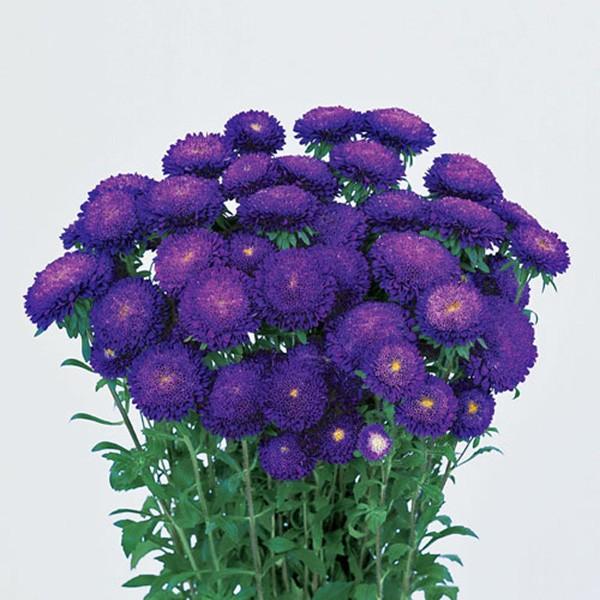 Ԃ̎icpjAX^[ G]MN  u[ 5ml TJ^̃^l ci[֔j