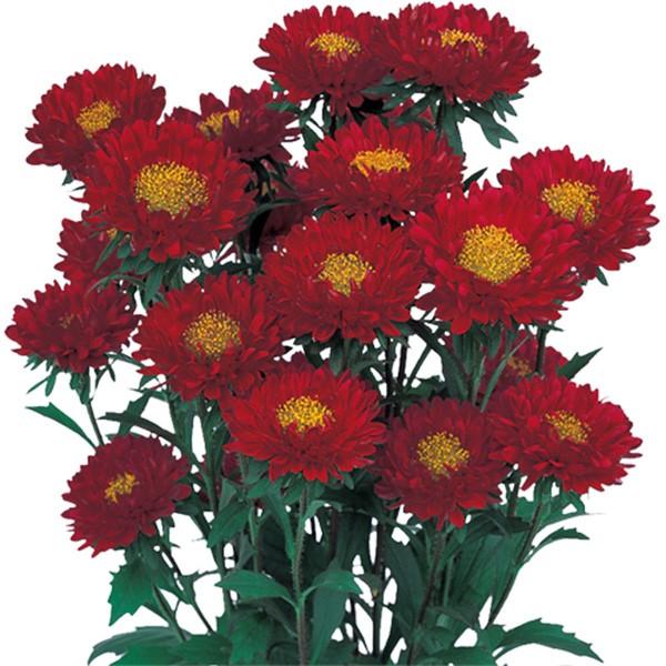 Ԃ̎icpjAX^[ G]MN { XJ[bg 20ml TJ^̃^l ci[֔j