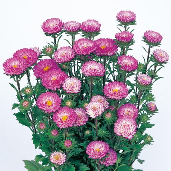 Ԃ̎icpjAX^[ G]MN { gbv[Y 20ml TJ^̃^l ci[֔j