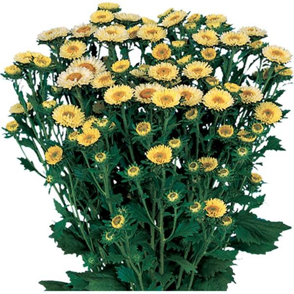 Ԃ̎icpjAX^[ G]MN { CG[ 20ml TJ^̃^l ci[֔j