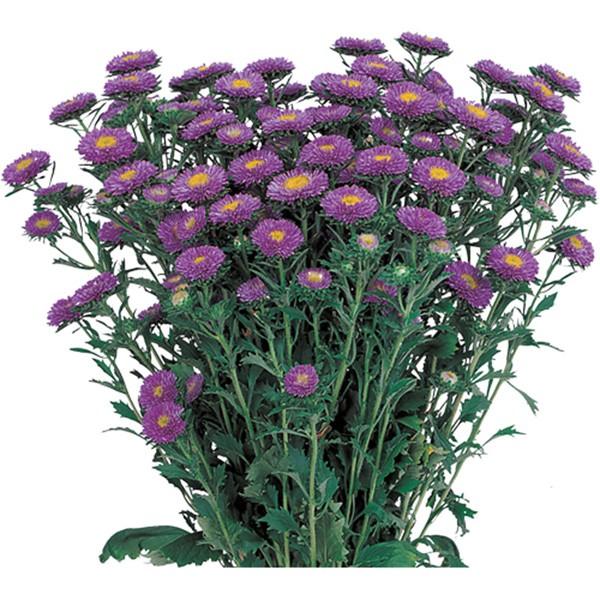 花の種 営利用 アスター エゾギク 松本 ライトブルー ml サカタのタネ 種苗 メール便発送 Vg037 ベジタブルガーデン ハラダ 通販 Yahoo ショッピング