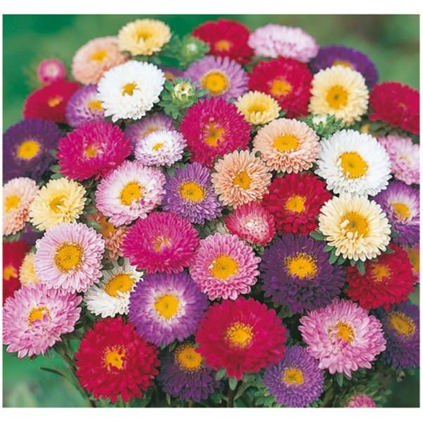 Ԃ̎icpjAX^[ G]MN { I 20ml TJ^̃^l ci[֔j