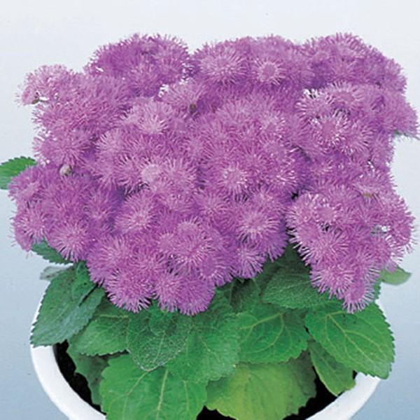 花の種 営利用 アゲラタム カッコウアザミ ブルー ハワイ 1000粒 ペレット種子 サカタのタネ 種苗 メール便発送 Vg ベジタブルガーデン ハラダ 通販 Yahoo ショッピング