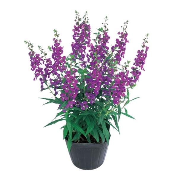 花の種 営利用 アンゲロニア セレナ パープル 250粒 ペレット種子 サカタのタネ 種苗 メール便発送 Vg ベジタブルガーデン ハラダ 通販 Yahoo ショッピング