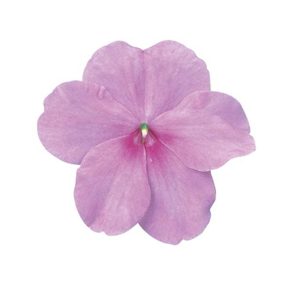 花の種 営利用 インパチェンス アフリカホウセンカ スーパーエルフィンxp ブルーパール 500粒 サカタのタネ 種苗 メール便発送 Vg ベジタブルガーデン ハラダ 通販 Yahoo ショッピング