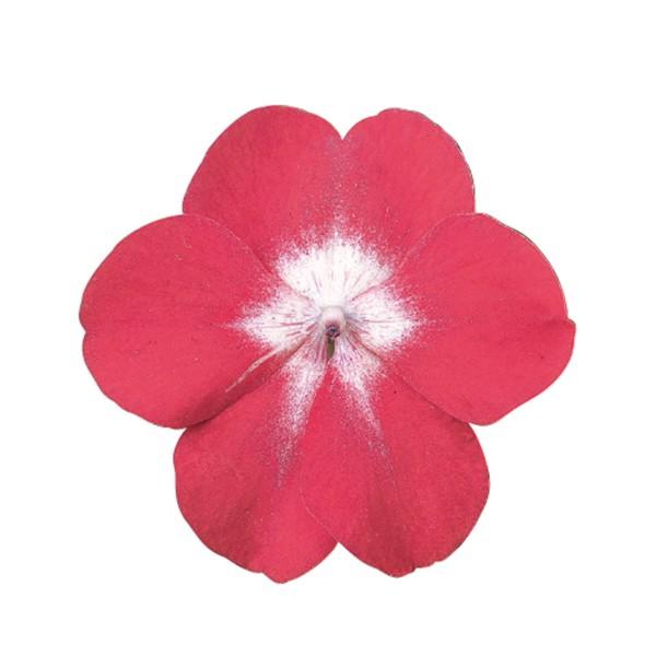 花の種 営利用 インパチェンス アフリカホウセンカ スーパーエルフィンxp レッドスターバースト 500粒 サカタのタネ 種苗 メール便発送 Vg ベジタブルガーデン ハラダ 通販 Yahoo ショッピング