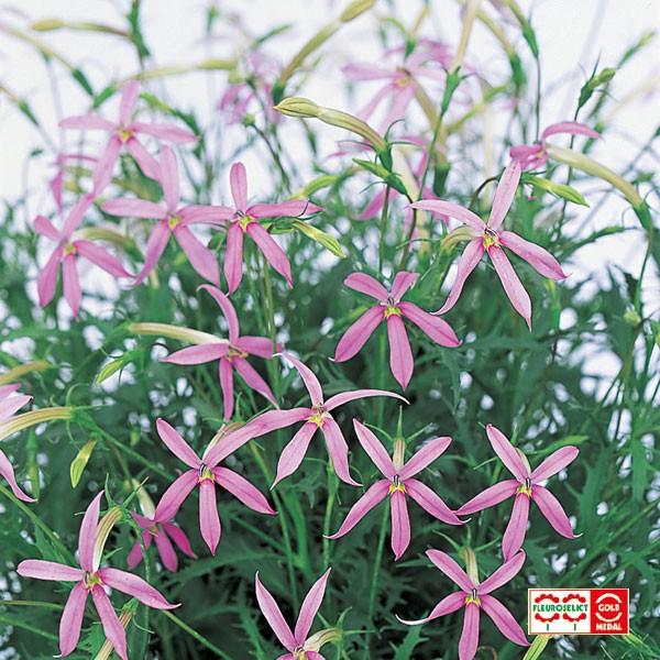 花の種 営利用 イソトマ アバンギャルド ピンク 1000粒 ペレット種子 サカタのタネ 種苗 メール便発送 Vg034 ベジタブルガーデン ハラダ 通販 Yahoo ショッピング