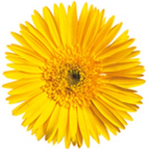 花の種 営利用 ガーベラ フェスティバル セミダブフェスティバル イエロー 100粒 コート種子 サカタのタネ 種苗 メール便発送 Vg036 ベジタブルガーデン ハラダ 通販 Yahoo ショッピング