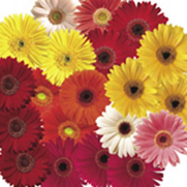 花の種 営利用 ガーベラ フェスティバル グロワーズセレクトミックス12 100粒 コート種子 サカタのタネ 種苗 メール便発送 Vg037 ベジタブルガーデン ハラダ 通販 Yahoo ショッピング