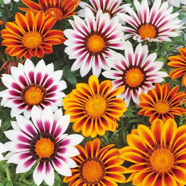 花の種 営利用 ガザニア クンショウギク ニューデイ タイガーミックス 1000粒 コート種子 サカタのタネ 種苗 メール便発送 Vg038 ベジタブルガーデン ハラダ 通販 Yahoo ショッピング