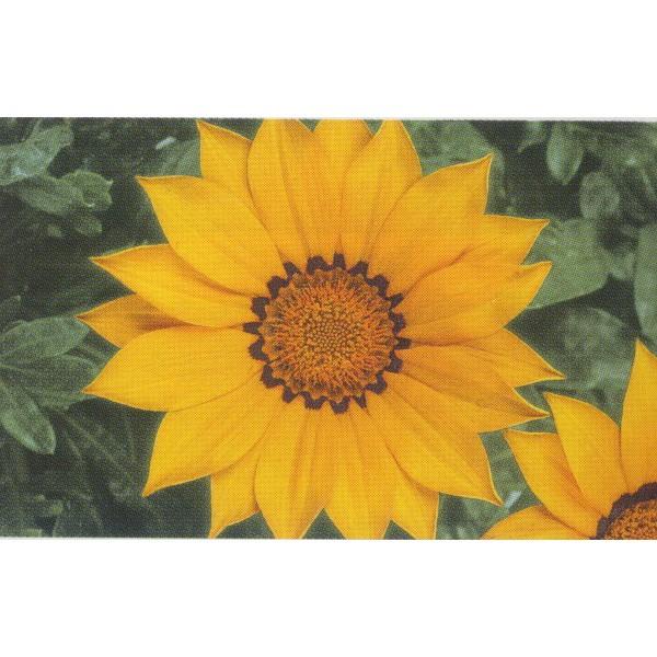 花の種 営利用 ガザニア クンショウギク ニューデイ イエロー 1000粒 コート種子 サカタのタネ 種苗 メール便発送 Vg ベジタブル ガーデン ハラダ 通販 Yahoo ショッピング