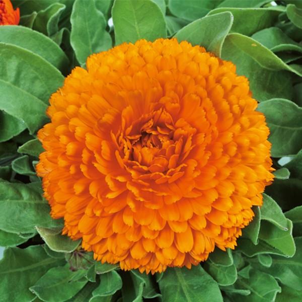 花の種 営利用 カレンジュラ キンセンカ シトラス クリアオレンジ 1dl サカタのタネ 種苗 メール便発送 Vg ベジタブルガーデン ハラダ 通販 Yahoo ショッピング