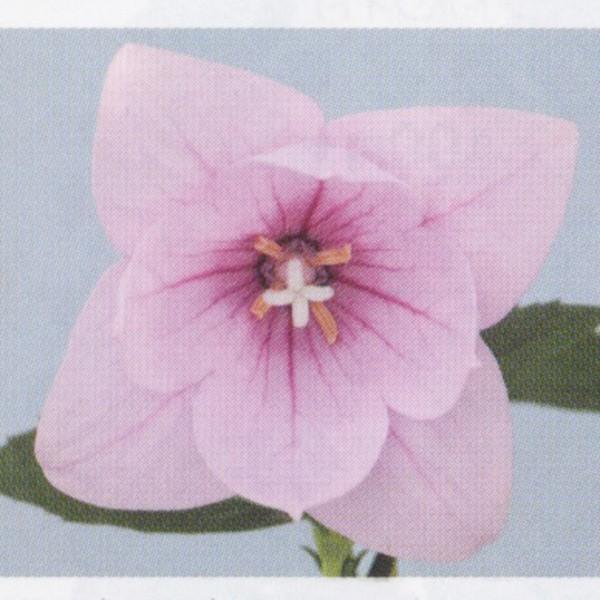 花の種 営利用 キキョウ 桔梗 アストラ セミダブル ピンク 1000粒 サカタのタネ 種苗 メール便発送 Vg ベジタブルガーデン ハラダ 通販 Yahoo ショッピング