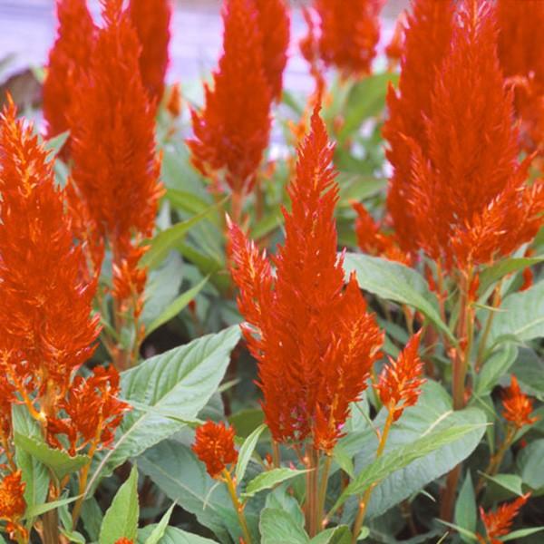 Ԃ̎icpjPCgE ZVA Z`[ t@C[ 5000 TJ^̃^l ci[֔j