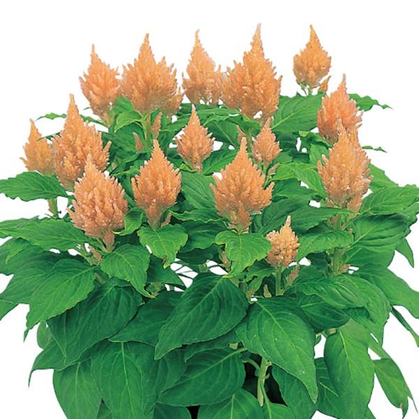 Ԃ̎icpjPCgE ZVA  CgT[ 10ml tBR[gq TJ^̃^l ci[֔j