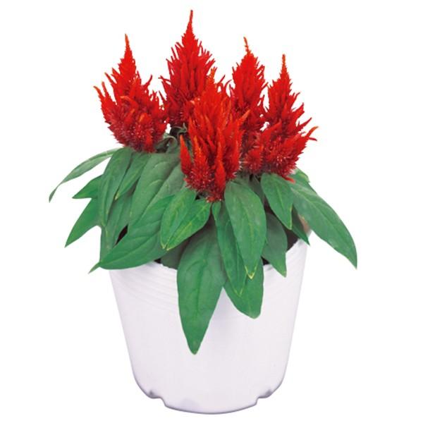 花の種 営利用 ケイトウ セロシア ゆかた スカーレット 1000粒 サカタのタネ 種苗 メール便発送 Vg ベジタブルガーデン ハラダ 通販 Yahoo ショッピング