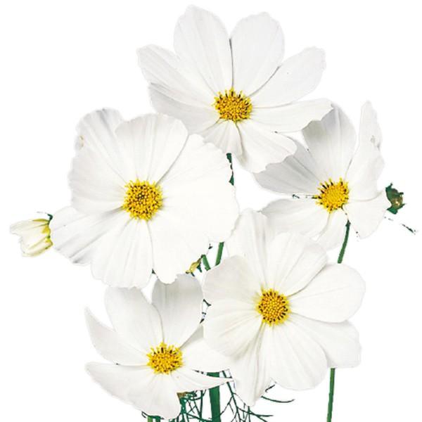 Ԃ̎icpjRXX xTC zCg 1dl TJ^̃^l ci[֔j