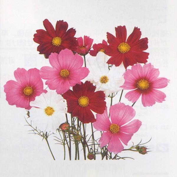 Ԃ̎icpjRXX ZZ[V  1dl TJ^̃^l ci[֔j