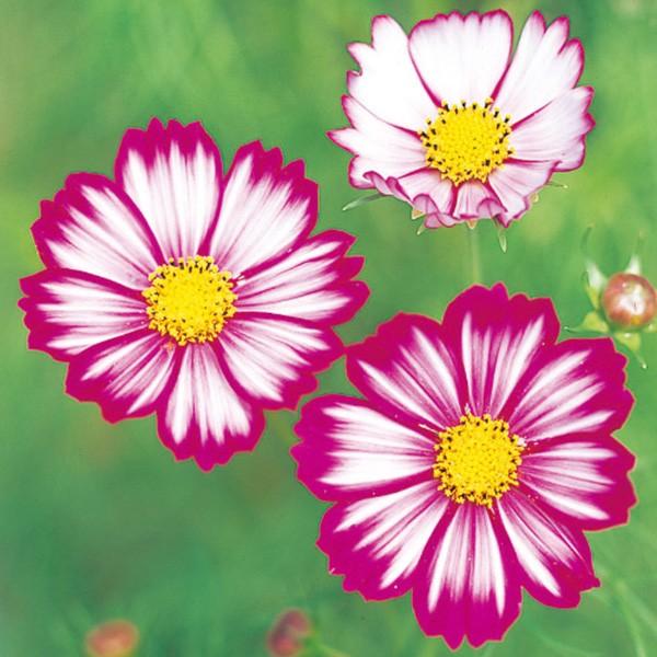 Ԃ̎icpjRXX  1dl TJ^̃^l ci[֔j