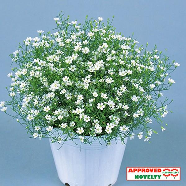 Ԃ̎icpjWv\tB JX~\E WvV[ zCg 1000 }`ybgq TJ^̃^l ci[֔j