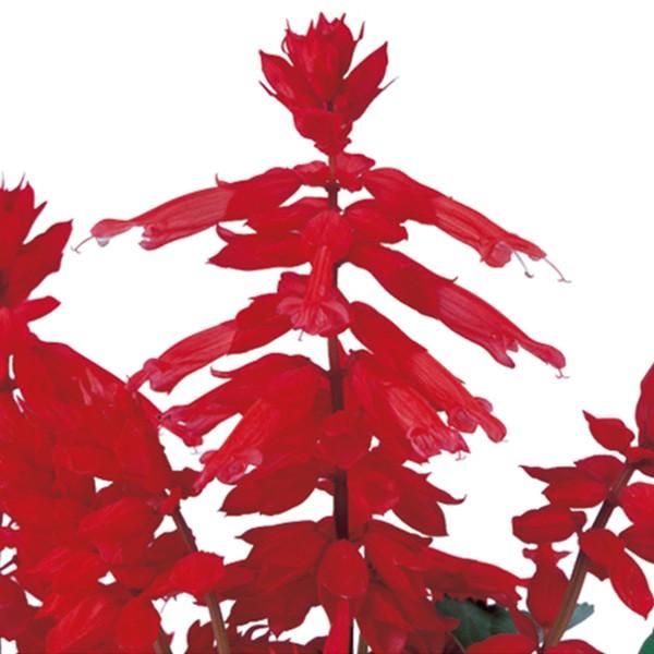 Ԃ̎icpjTrA VY[ bh 10ml TJ^̃^l ci[֔j