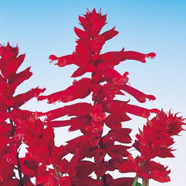 Ԃ̎icpjTrA VY[ o[KfB[ 10ml TJ^̃^l ci[֔j