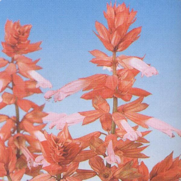 Ԃ̎icpjTrA VY[ T[ 10ml TJ^̃^l ci[֔j