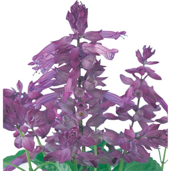 花の種（営利用）サルビア シズラー ラベンダー 10ml サカタのタネ 