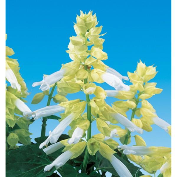 Ԃ̎icpjTrA VY[ zCg 10ml TJ^̃^l ci[֔j