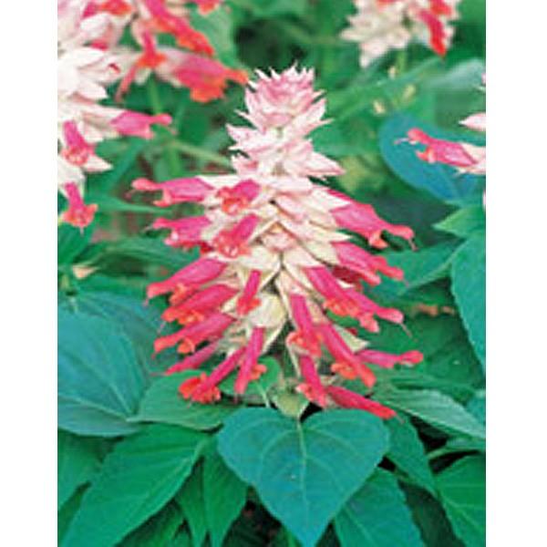 Ԃ̎icpjTrA VY[ o[KfBn[ 10ml TJ^̃^l ci[֔j