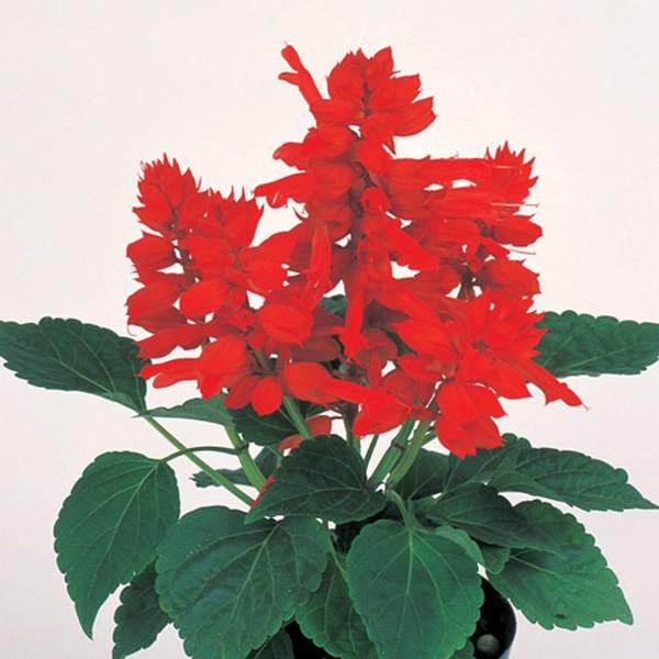 花の種 営利用 サルビア レッド サンバ 10ml サカタのタネ 種苗 メール便発送 Vg ベジタブルガーデン ハラダ 通販 Yahoo ショッピング
