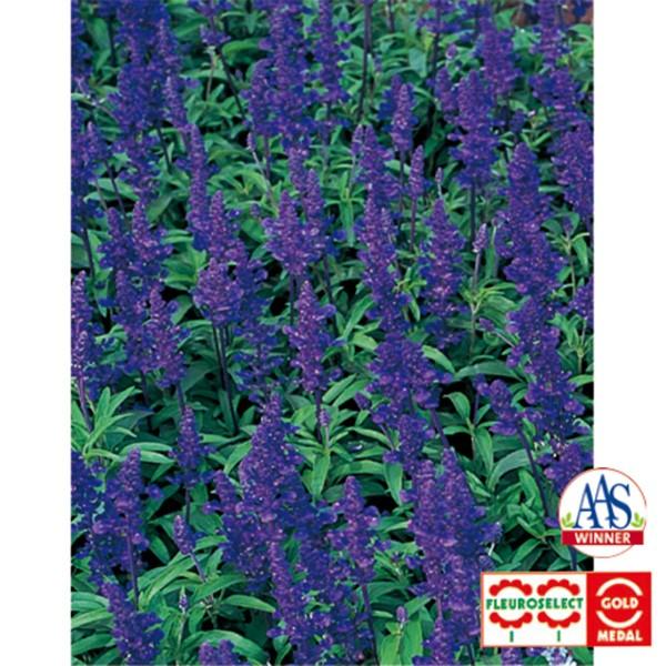 Ԃ̎icpjTrA ii fB[vu[ 1000 TJ^̃^l ci[֔j