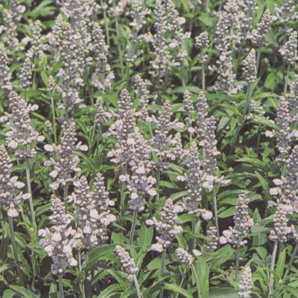 Ԃ̎icpjTrA VEX 10ml TJ^̃^l ci[֔j