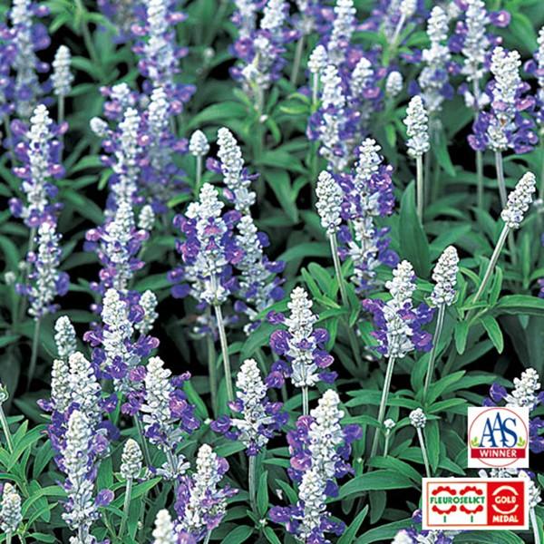 Ԃ̎icpjTrA Xg[^ 1000 TJ^̃^l ci[֔j