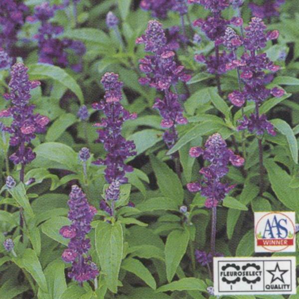 Ԃ̎icpjTrA G{[V oCIbg 1000 TJ^̃^l ci[֔jy2{͂z