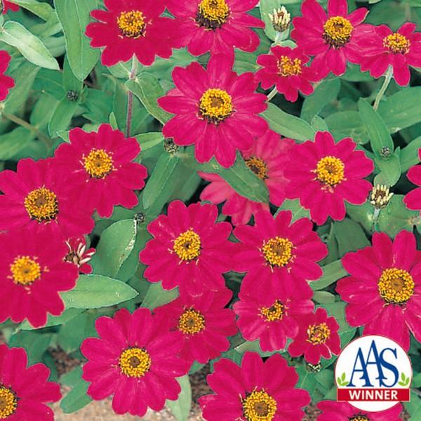 花の種 営利用 ジニア ヒャクニチソウ プロフュージョン チェリー 1000粒 サカタのタネ 種苗 メール便発送 Vg ベジタブルガーデン ハラダ 通販 Yahoo ショッピング