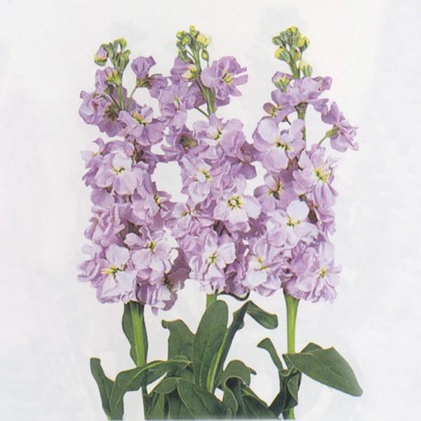 花の種 営利用 ストック ウェーブ マリン 10ml サカタのタネ 種苗 メール便発送 Vg ベジタブルガーデン ハラダ 通販 Yahoo ショッピング