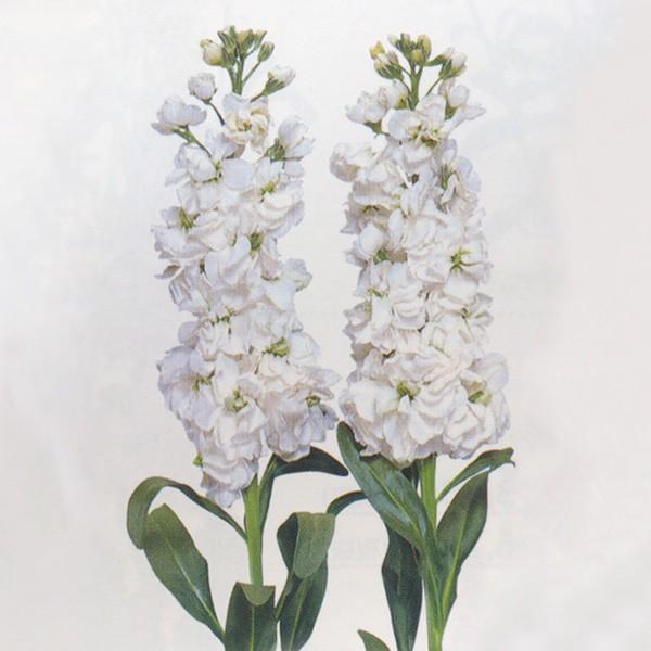 花の種（営利用）ストック 雪波 10ml サカタのタネ 種苗（メール便発送）